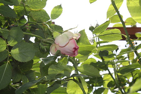 どっちが1番花?