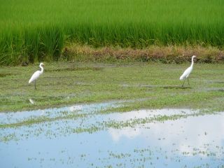 サギ