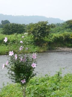 花2