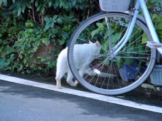 でか白