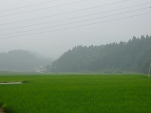 霧のたんぼ