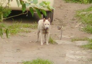 朝犬