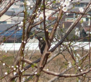 ムク