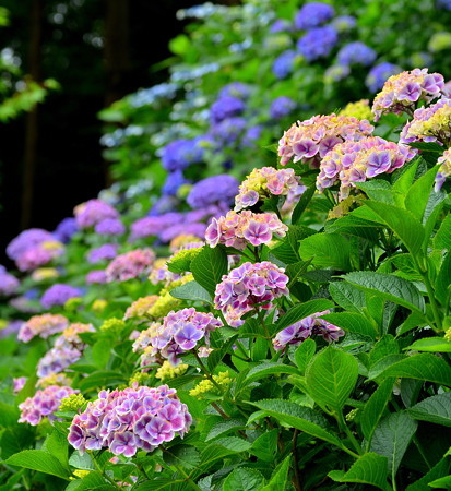 紫陽花が辻にて。
