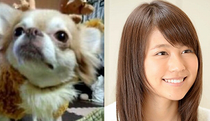有村架純のチワワ