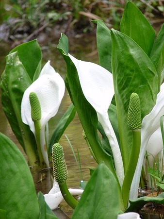 2009_0416_112041-P1020344