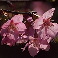 輝く河津桜