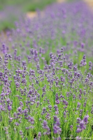 Blog_20120708_Lavendar_03