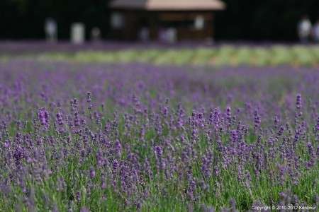 Blog_20120708_Lavendar_04