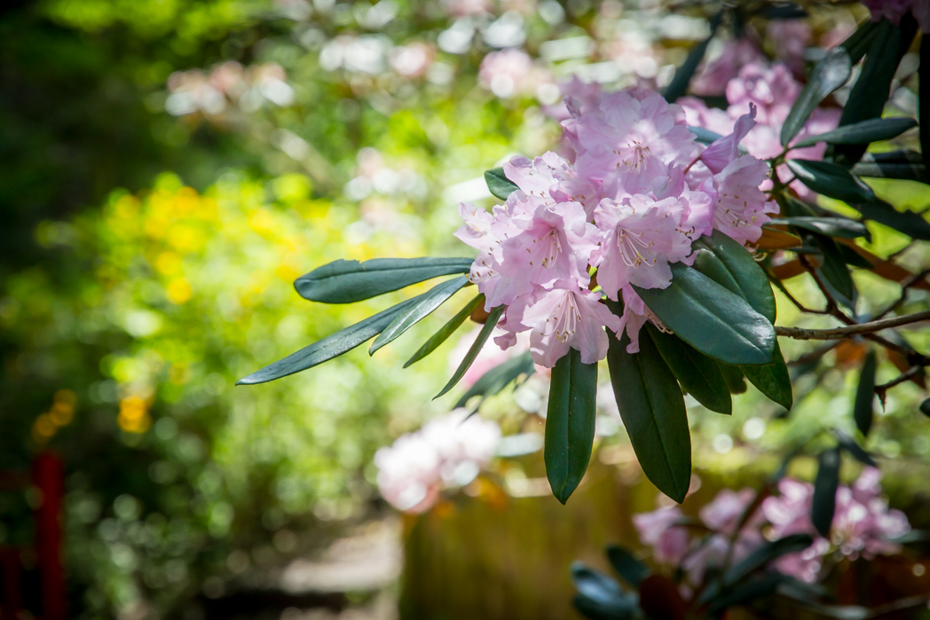 写真: IMG_3184