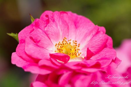 一本木公園 薔薇祭り