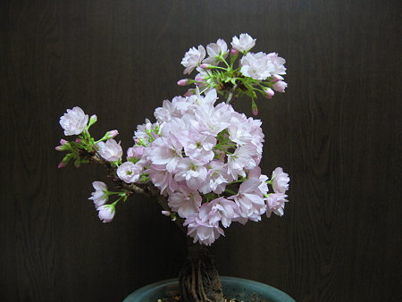 一才桜