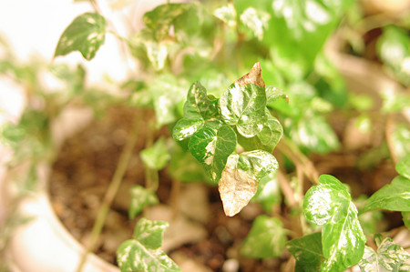 IMGP3853_s