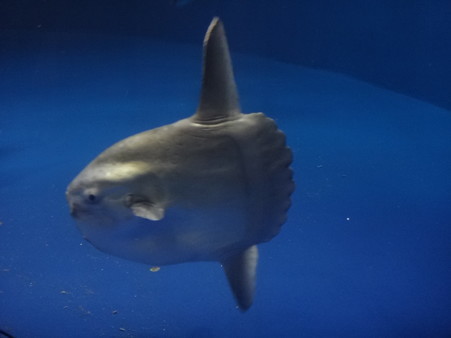 マンボウ