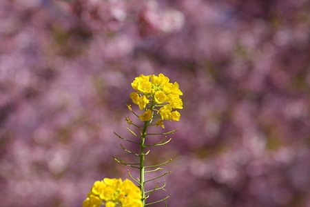 2009.02.21 松田山ハーブガーデン 河津桜を背景に菜の花