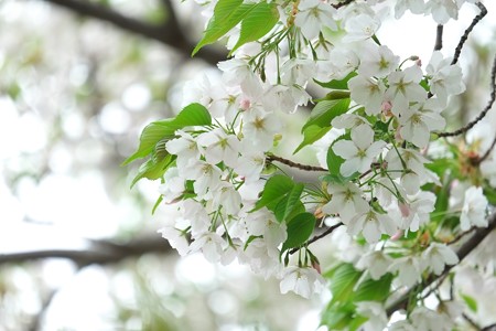 2014.04.11　和泉川　葉桜