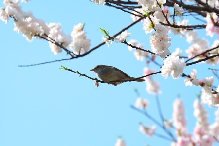2014.04.13　和泉川　 ハナモモでウグイス