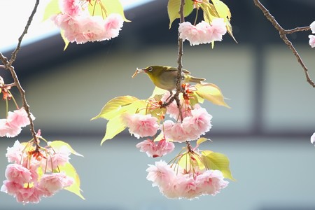 2014.04.25　和泉川　ヤエザクラでメジロ　狩