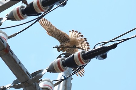 2014.04.28　追分市民の森　電柱でチョウゲンボウ　翼