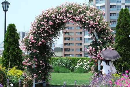 2014.05.24　山手　アメリカ山公園　薔薇のアーチ