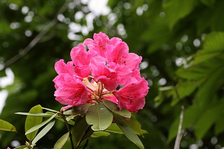 2009.05.17　石楠花
