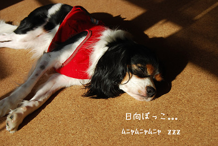 日向ぼっこ