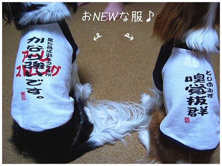 おNEWな服