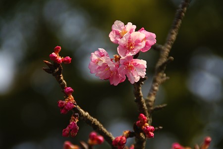 河津桜・・3