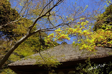 三渓園~春~-085
