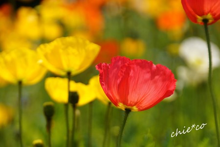 くりはま花の国-068