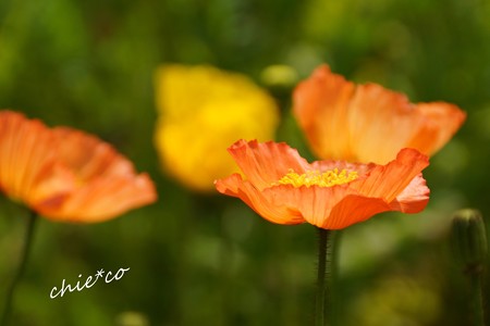 くりはま花の国-071