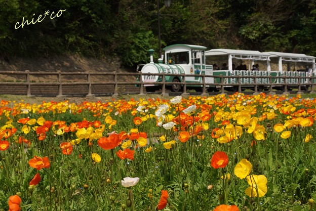 くりはま花の国-079