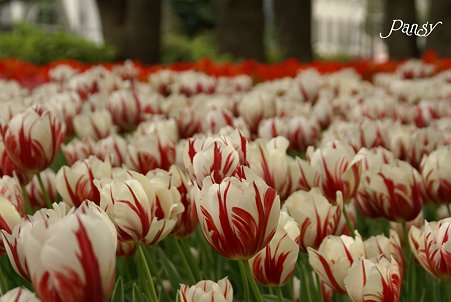 チューリップのお花畑・・6