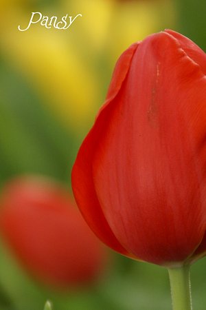 優しいred・・