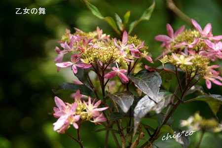 鎌倉長谷-106