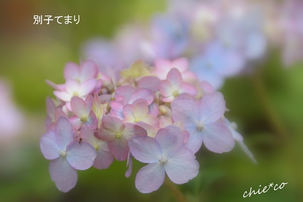 鎌倉長谷-141