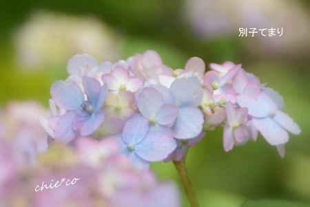 鎌倉長谷-148