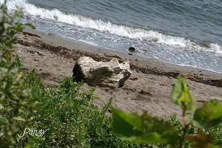 流木のある小さな浜・・
