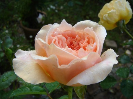 お気に入りの薔薇 エブリン