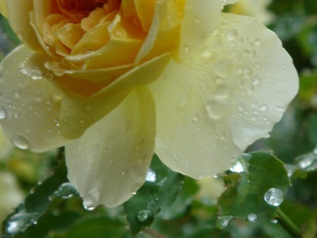 薔薇しずく・・・