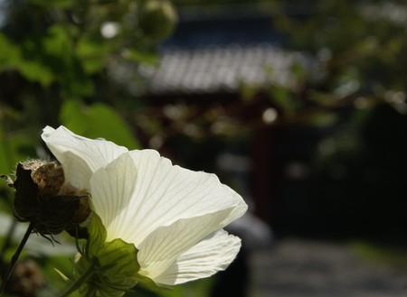 名残りの酔芙蓉・・小さな寺院にて