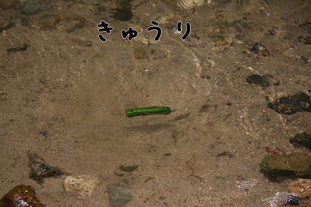 きゅうり