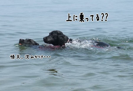 花初泳ぎ4