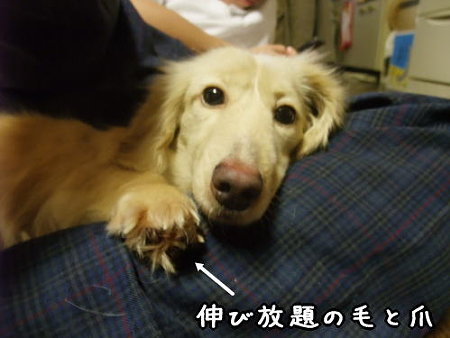 伸び放題