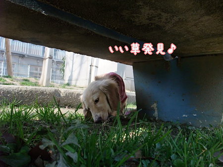 いい草発見!