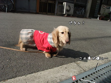 溝嫌い