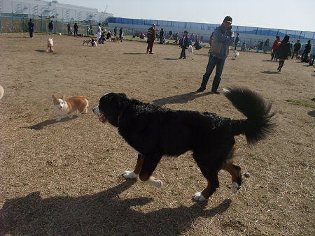 すごい数の人&犬