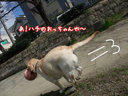 ハチのおっちゃん見っけ!