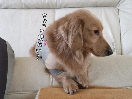 ちょっと眠たい…