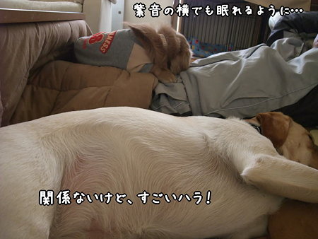 すごいハラ!
